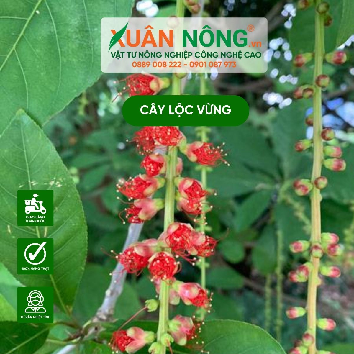 5 Loại Cây Nên Trồng Trước Nhà Để Thu Hút Tài Lộc Và Vượng Khí 1 5 Loại Cây Nên Trồng Trước Nhà Để Thu Hút Tài Lộc Và Vượng Khí