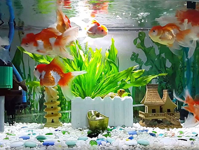 Người Mệnh Hỏa Nuôi Cá Thú Vui Hay Thách Thức? Người Mệnh Hỏa Nuôi Cá Thú Vui Hay Thách Thức?