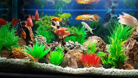 Người Mệnh Hỏa Nuôi Cá Thú Vui Hay Thách Thức? Người Mệnh Hỏa Nuôi Cá Thú Vui Hay Thách Thức?